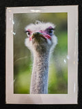 Safari West Animal Greeting Cards
