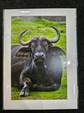 Safari West Animal Greeting Cards