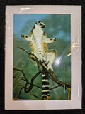 Safari West Animal Greeting Cards