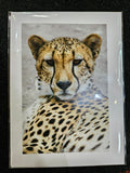 Safari West Animal Greeting Cards