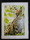 Safari West Animal Greeting Cards