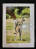 Safari West Animal Greeting Cards