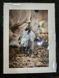 Safari West Animal Greeting Cards