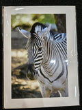 Safari West Animal Greeting Cards