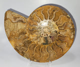 Ammonite Fossil