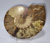 Ammonite Fossil