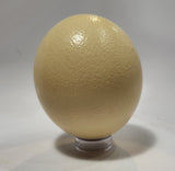 Ostrich Eggshell